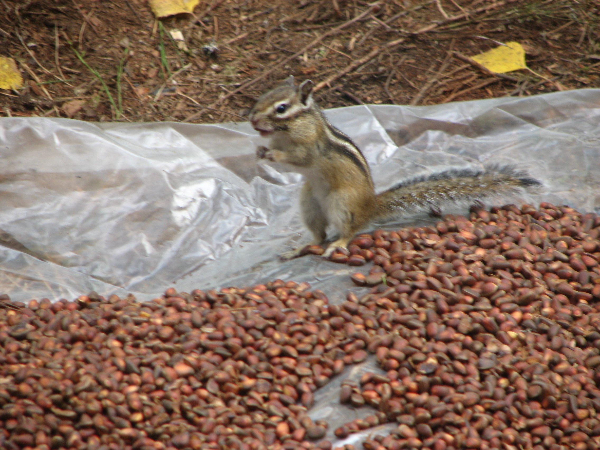 A chipmunk is stealing nuts