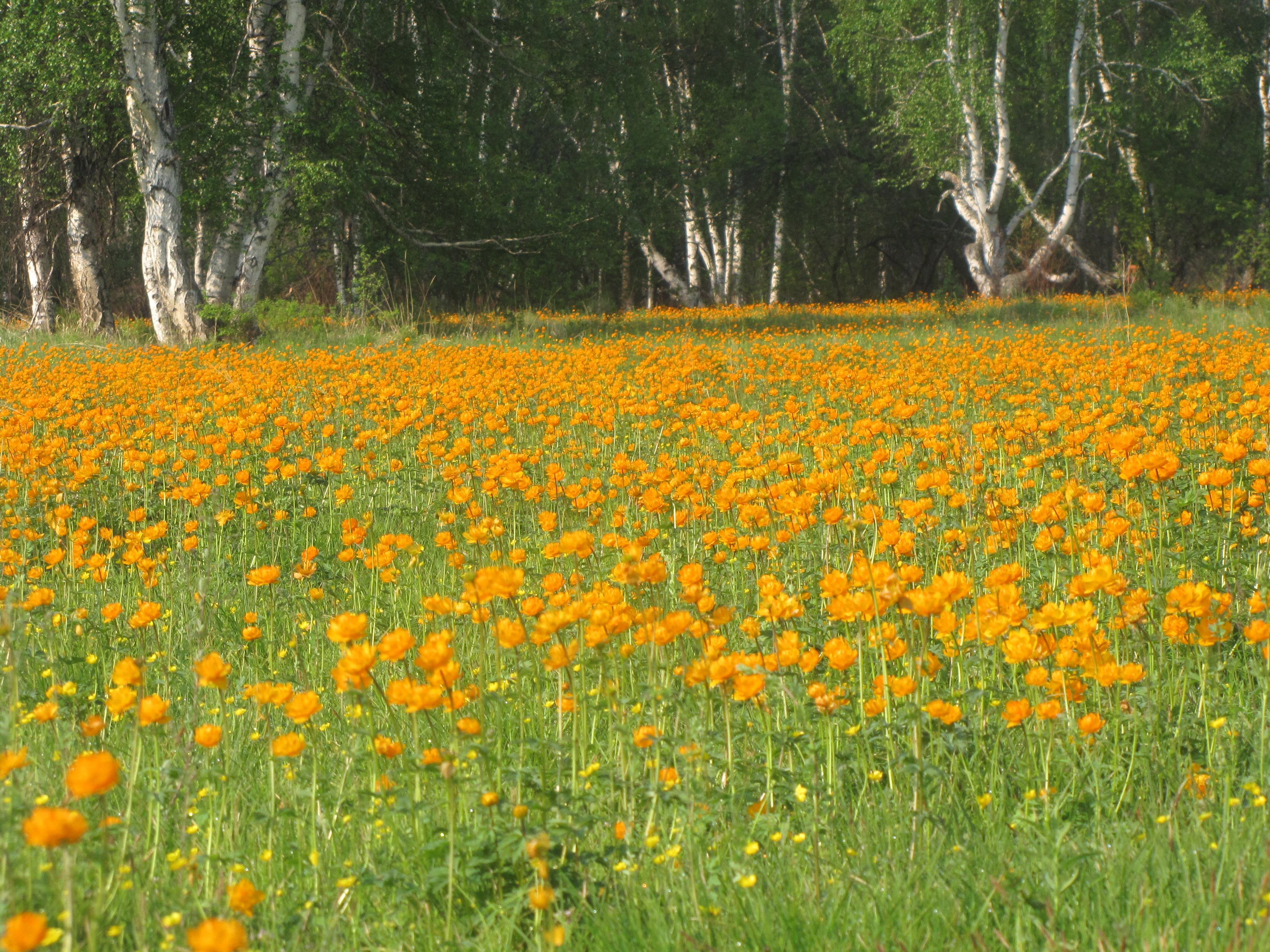 Siberian globeflowers